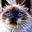 snowcat
